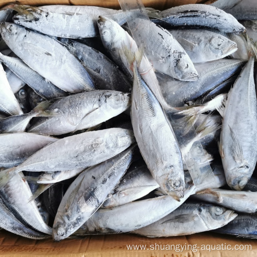 Good Frozen Scad Fish WR Horse Mackerel Wholesale